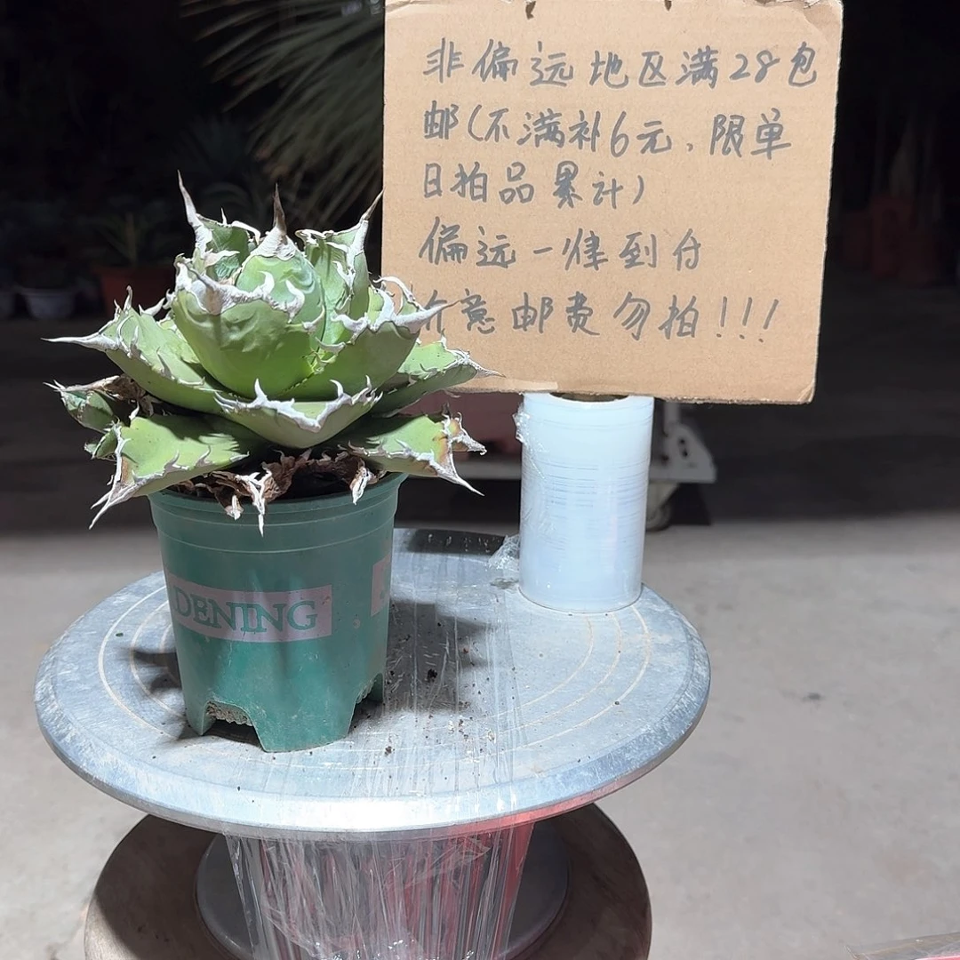 完全开放夕映仁王冠龙舌兰