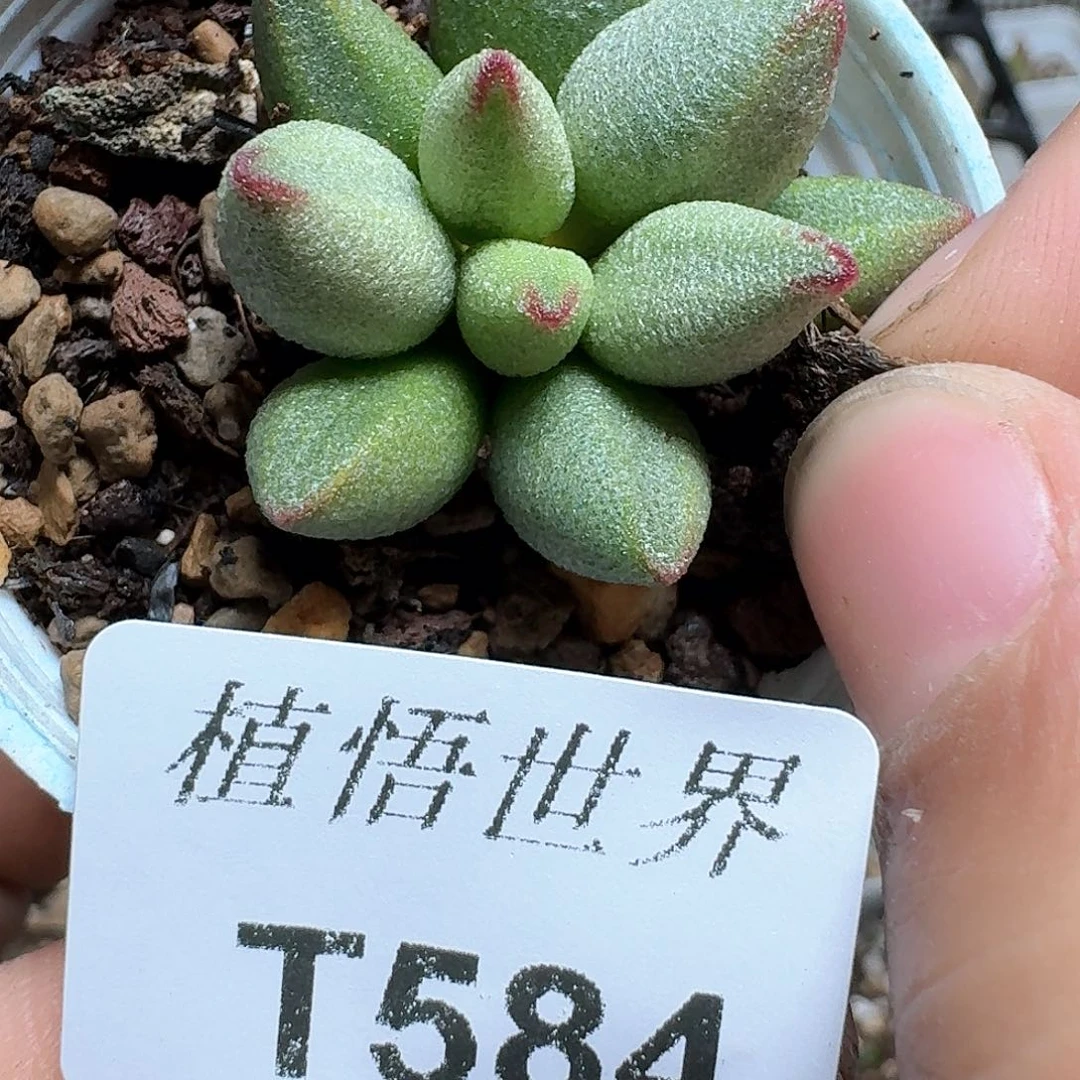 584盒的润泽额角多肉植物