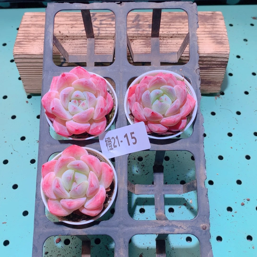 21-15一物一拍多肉带盆3颗