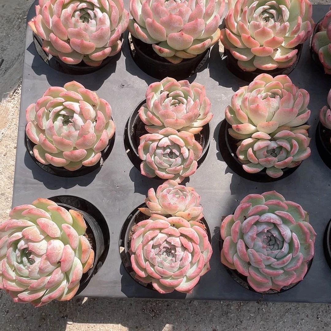 卡罗琳福利 （量）  六月六