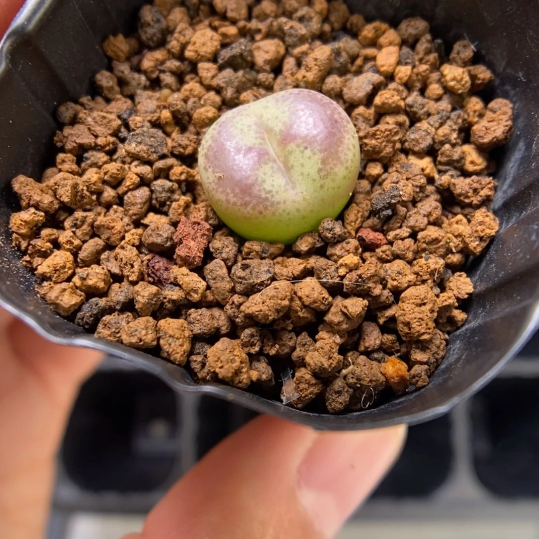 多肉植物肉锥杂交K-3308