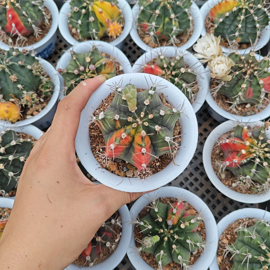 A白盆牡丹锦带盆土发货 多肉植物