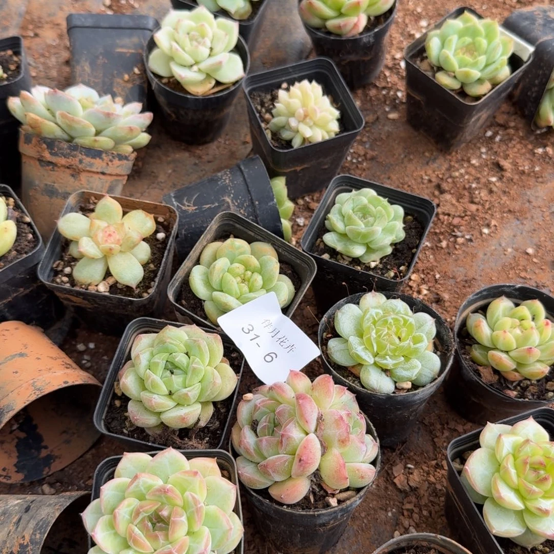 31-6糖心珍妮三颗量拍