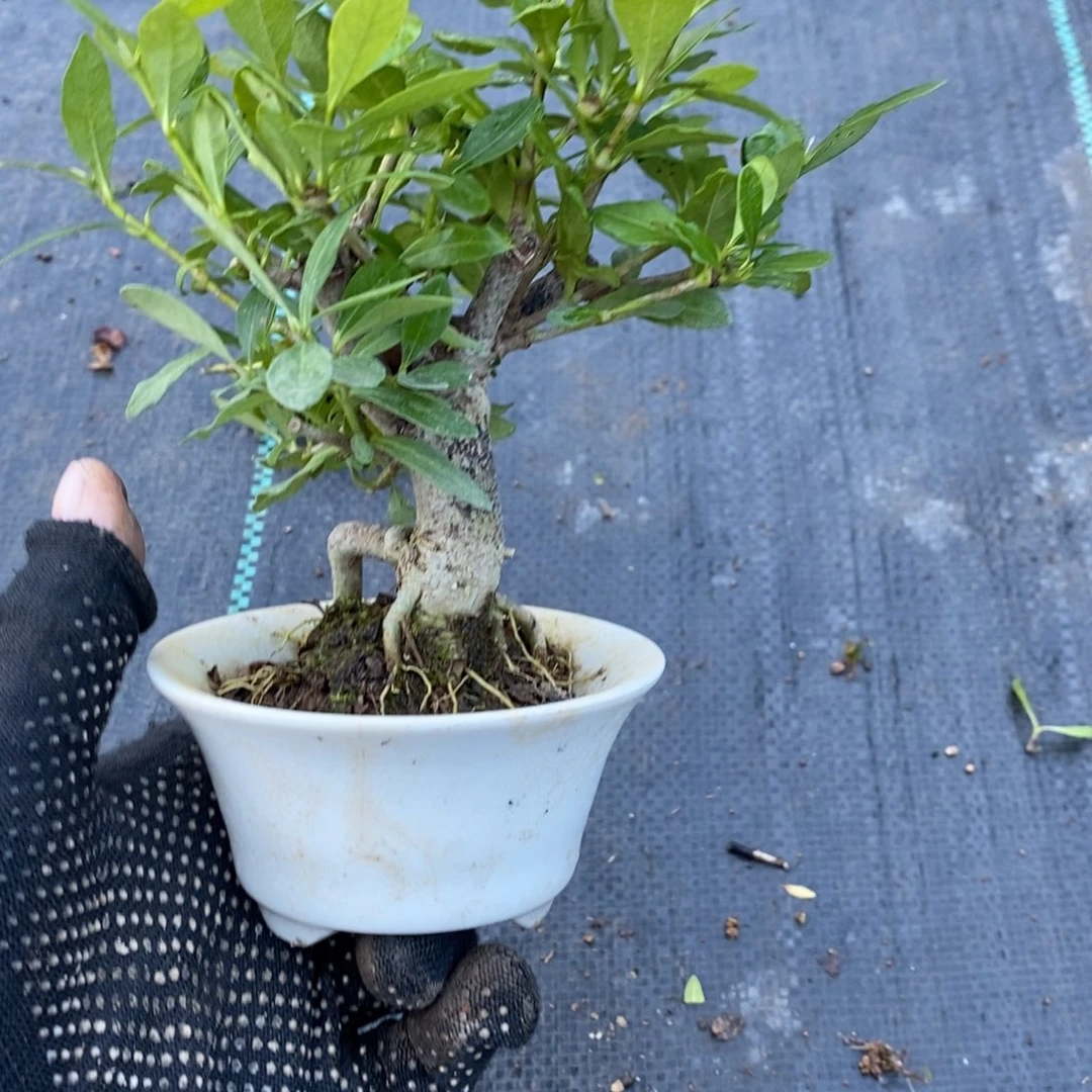 何****无花朵盆景盆景28