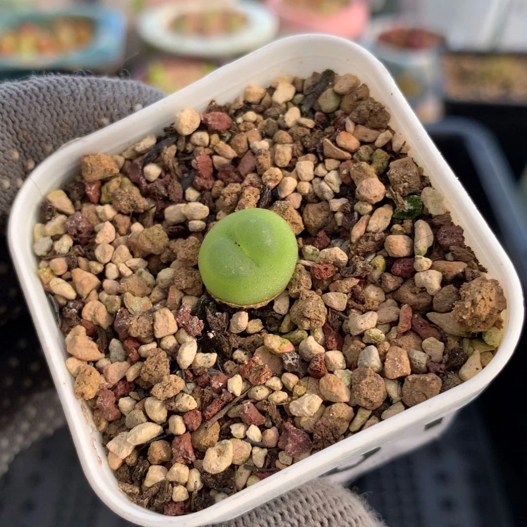 618紫皮拉登一颗