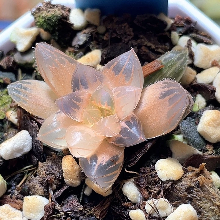 R***i949糊斑霓虹灯锦特选福利