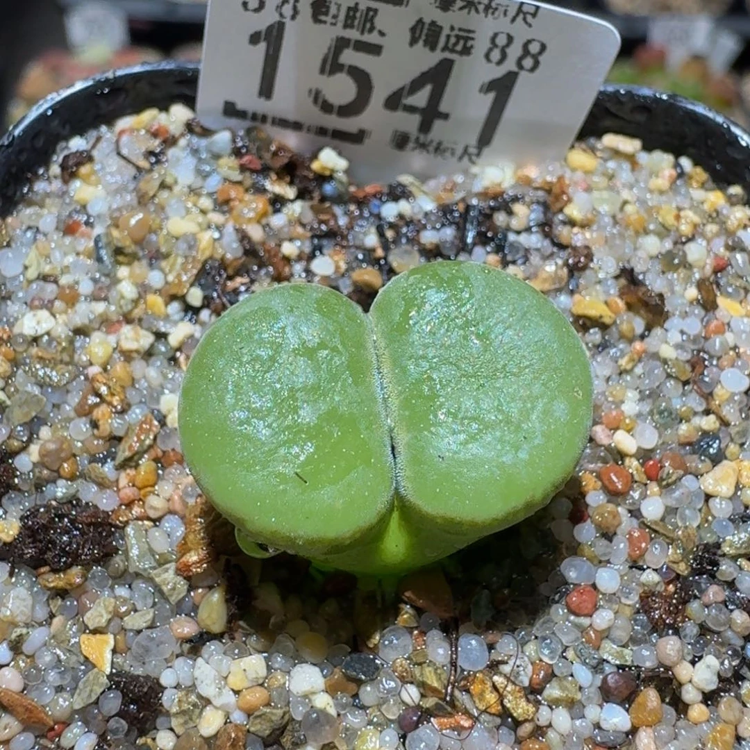 Ssss精品生石花1541