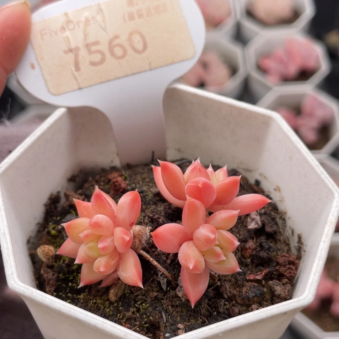 甲骨文7560-4.5厘米