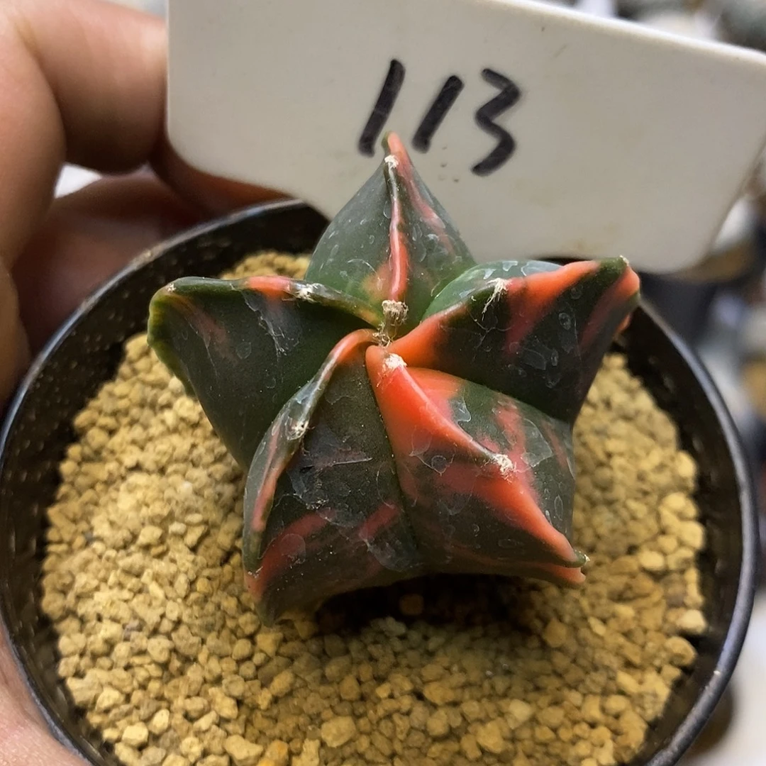 113鸾锦福利特价来了