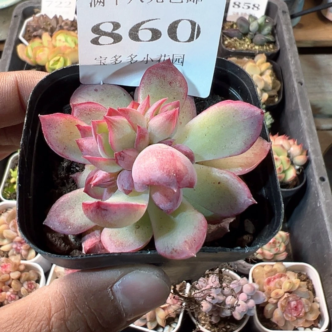 860号侧影石化变异一物一拍满18包邮