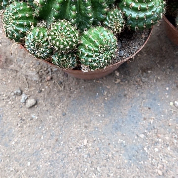 红黑心丽花3456778