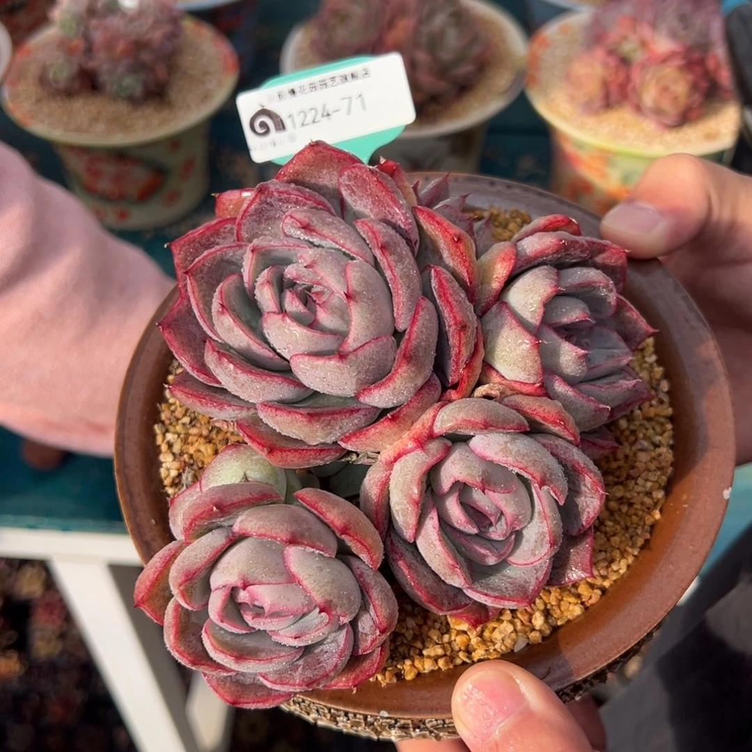 从前慢花园多肉编号1224-71