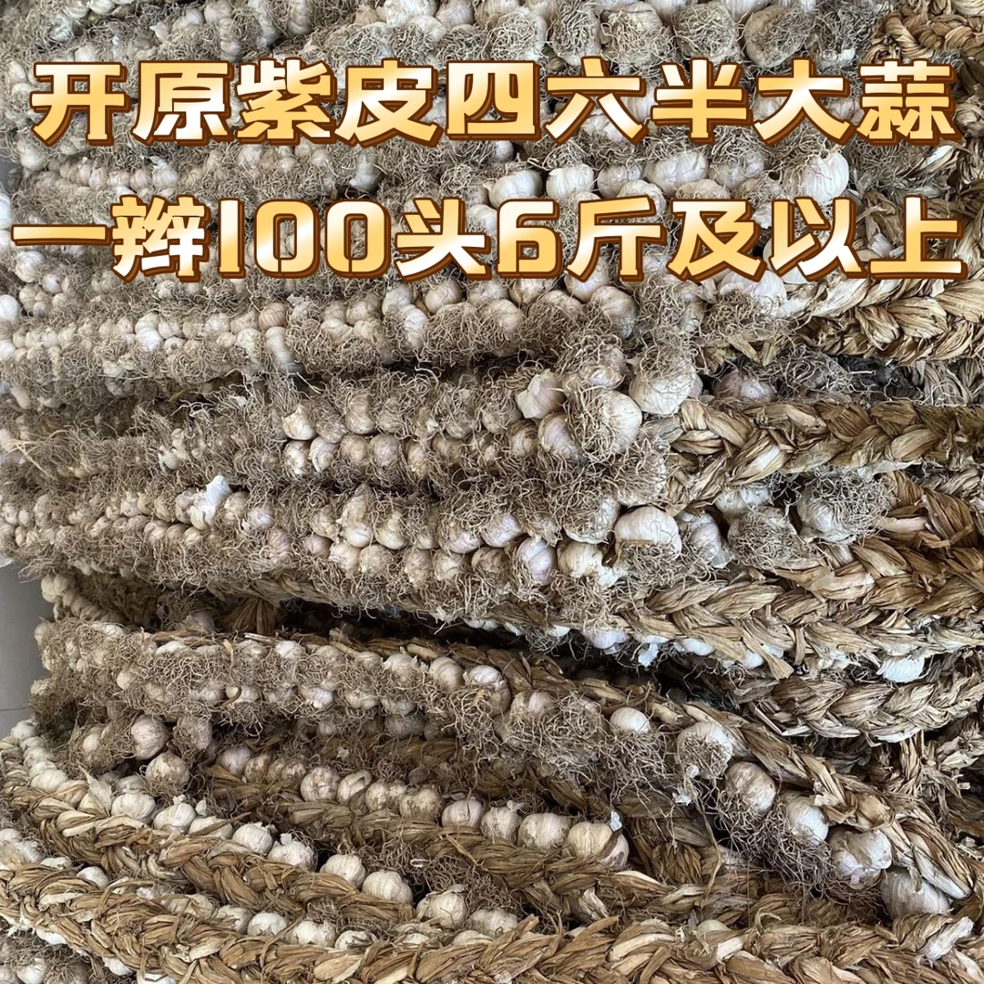 2025年新蒜半干开原老城46瓣紫皮大蒜100头一辫辫子蒜产地直发