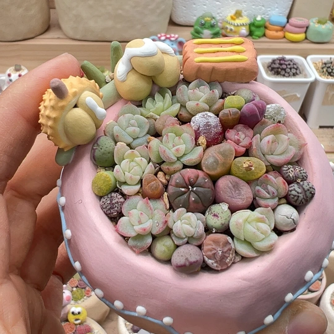 多肉植物175号花海