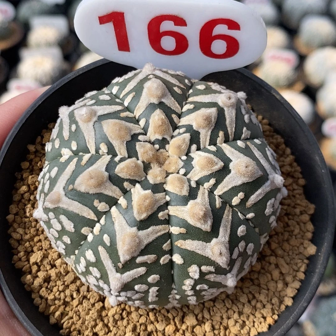 166七愣v兜系列产品