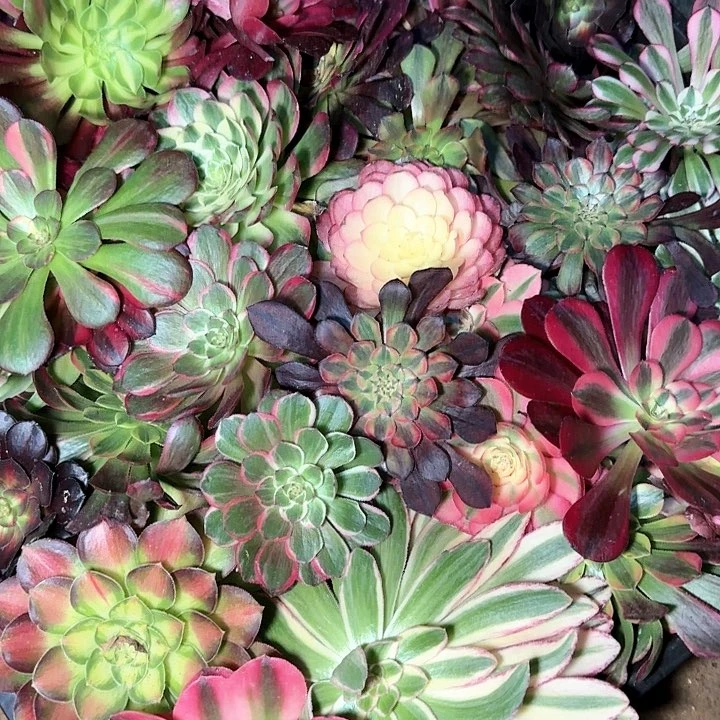 各种各样砍头40个多肉