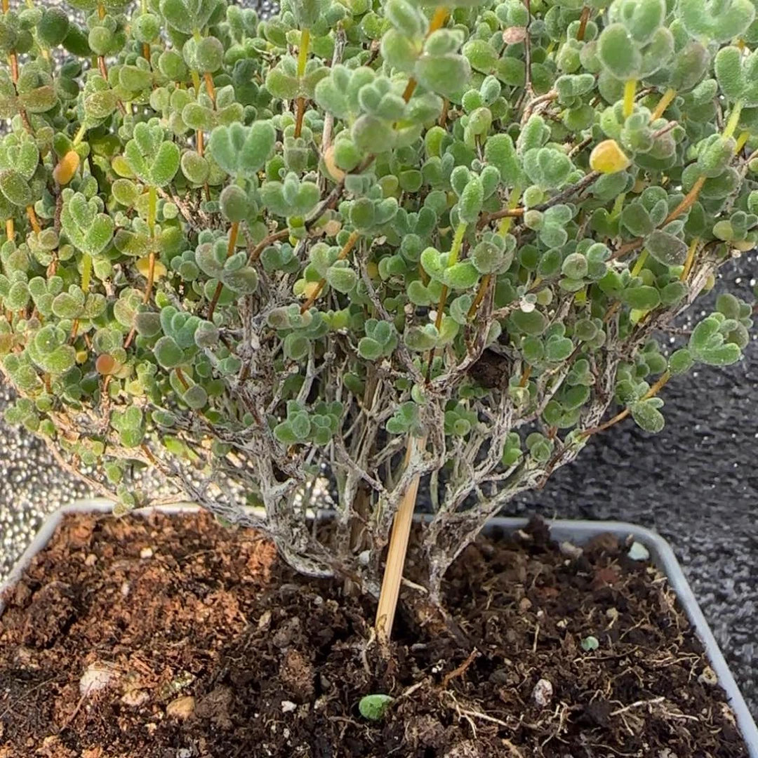 dy0437莱斯飘桩扇形冠服10cm