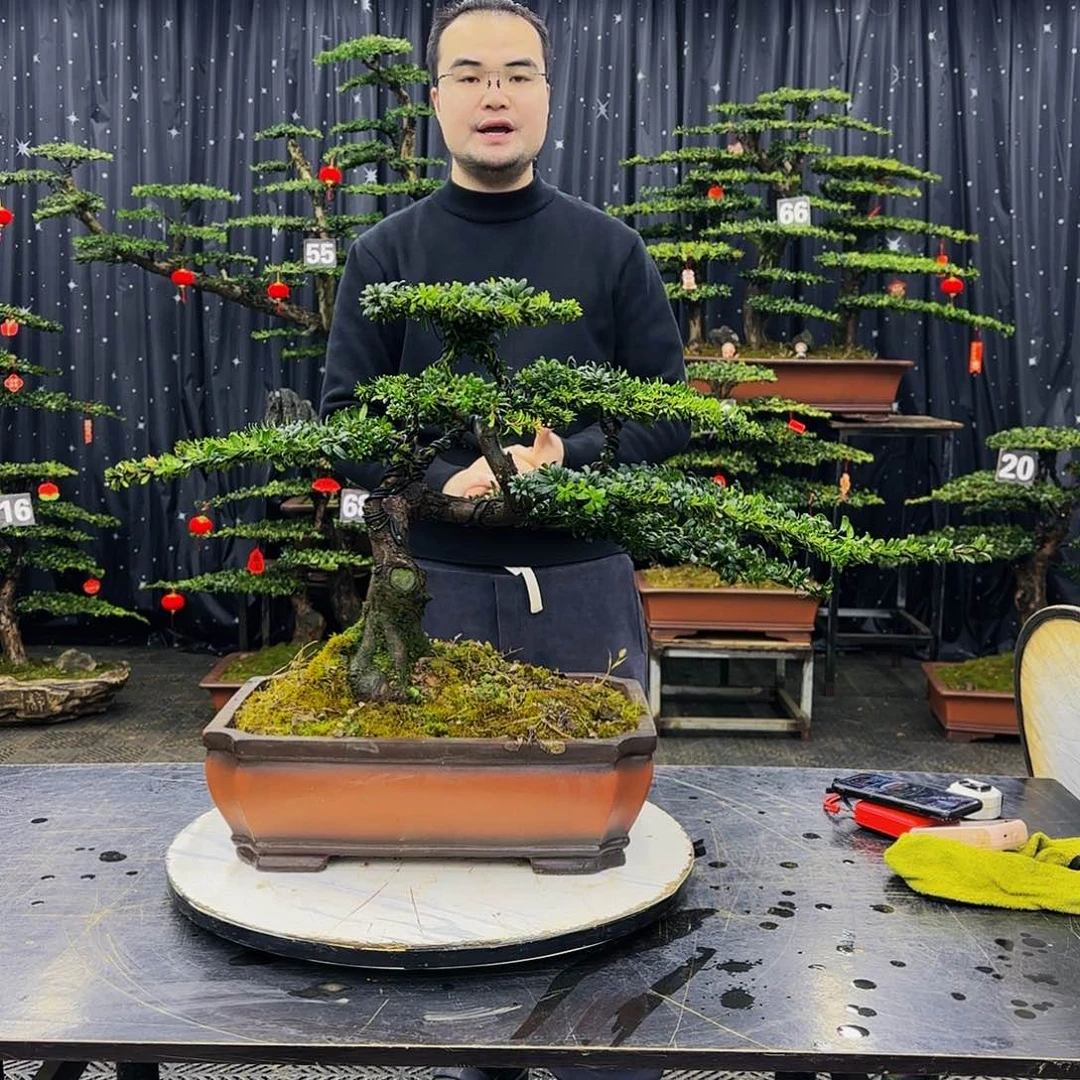 松树柏树造型盆景