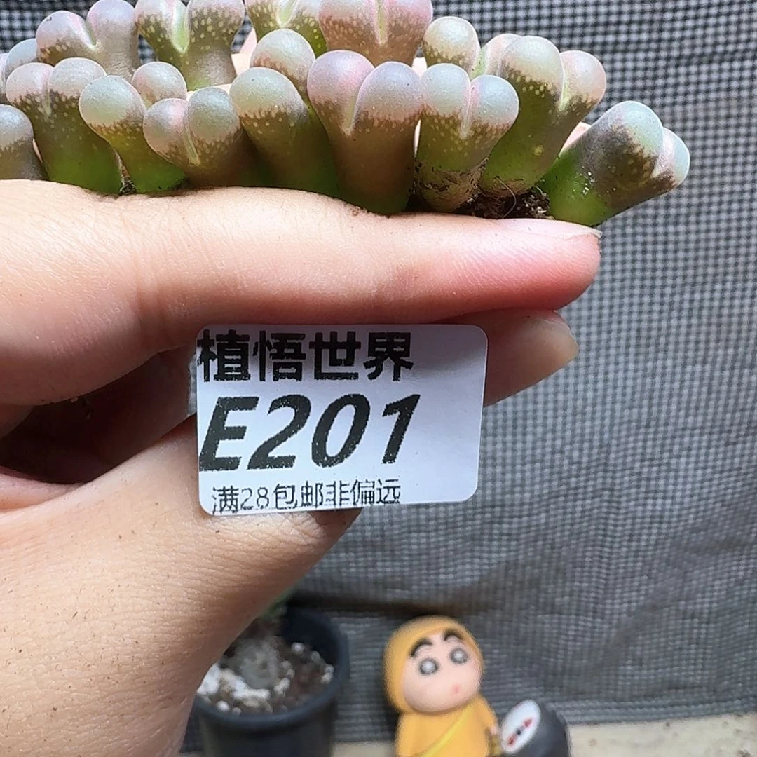 一颗一组量拍肉植物的润泽