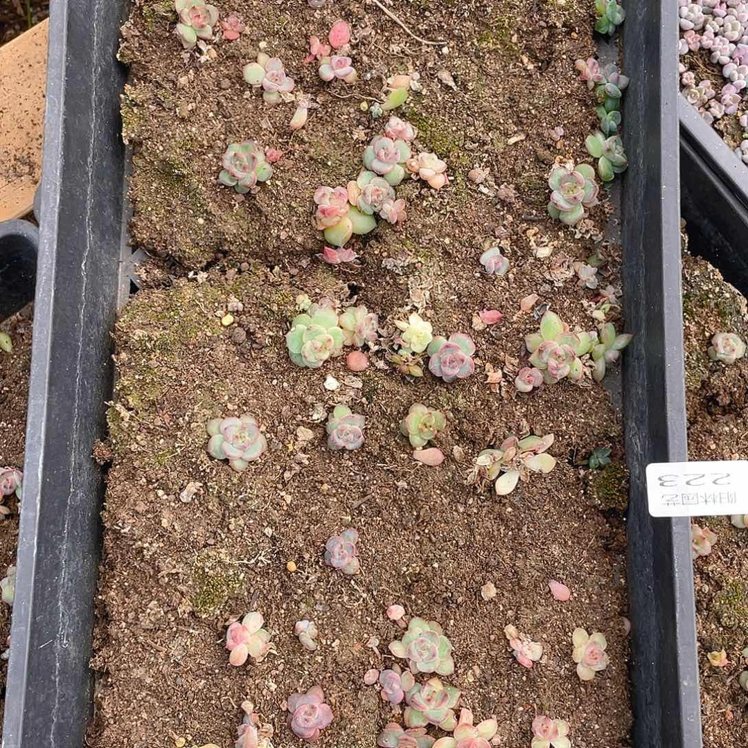 多肉植物多肉植物223