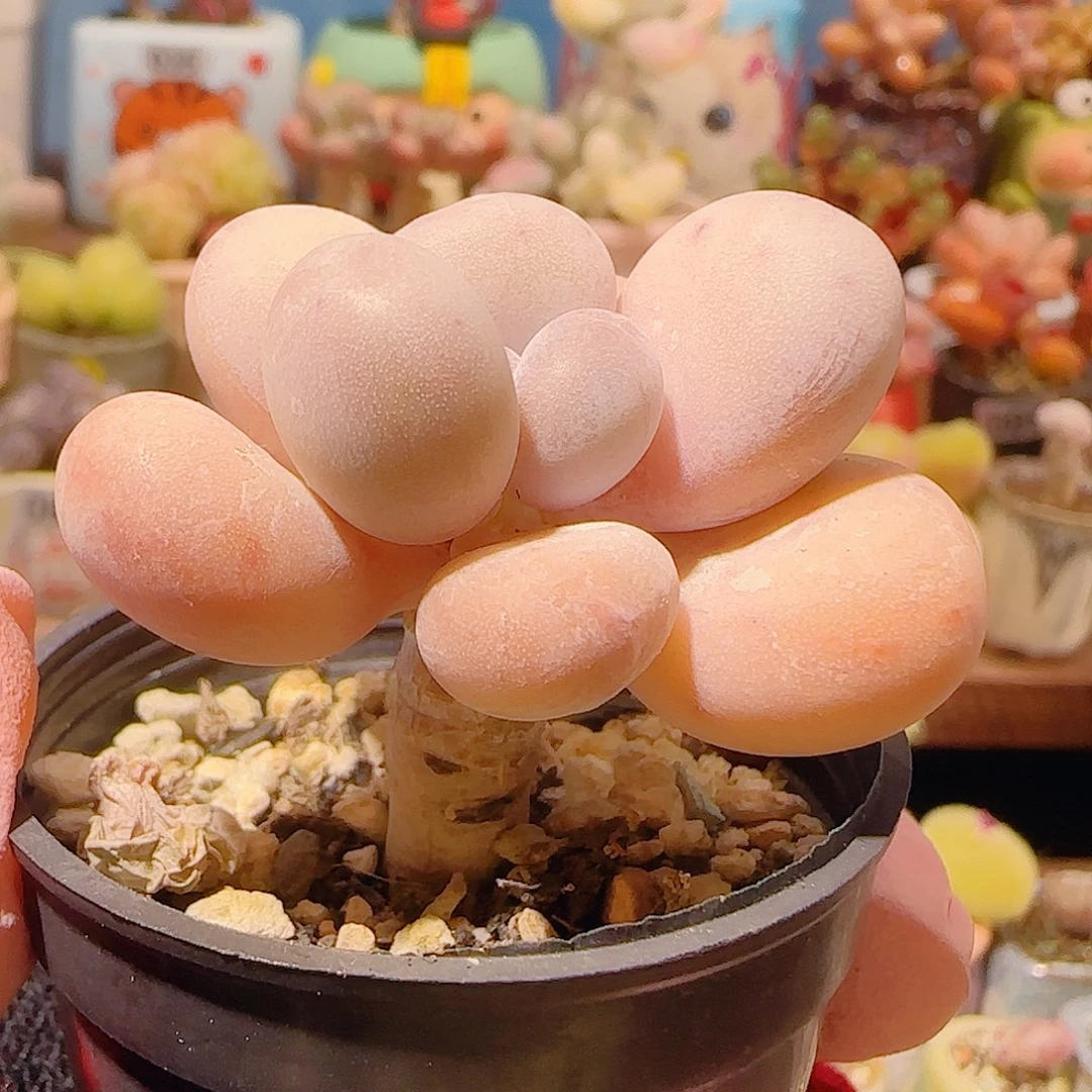 王***人T蛋黄奶带土球盆口4cm