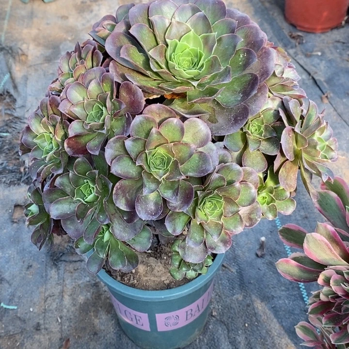 魅金玫瑰54多肉植物法师法师