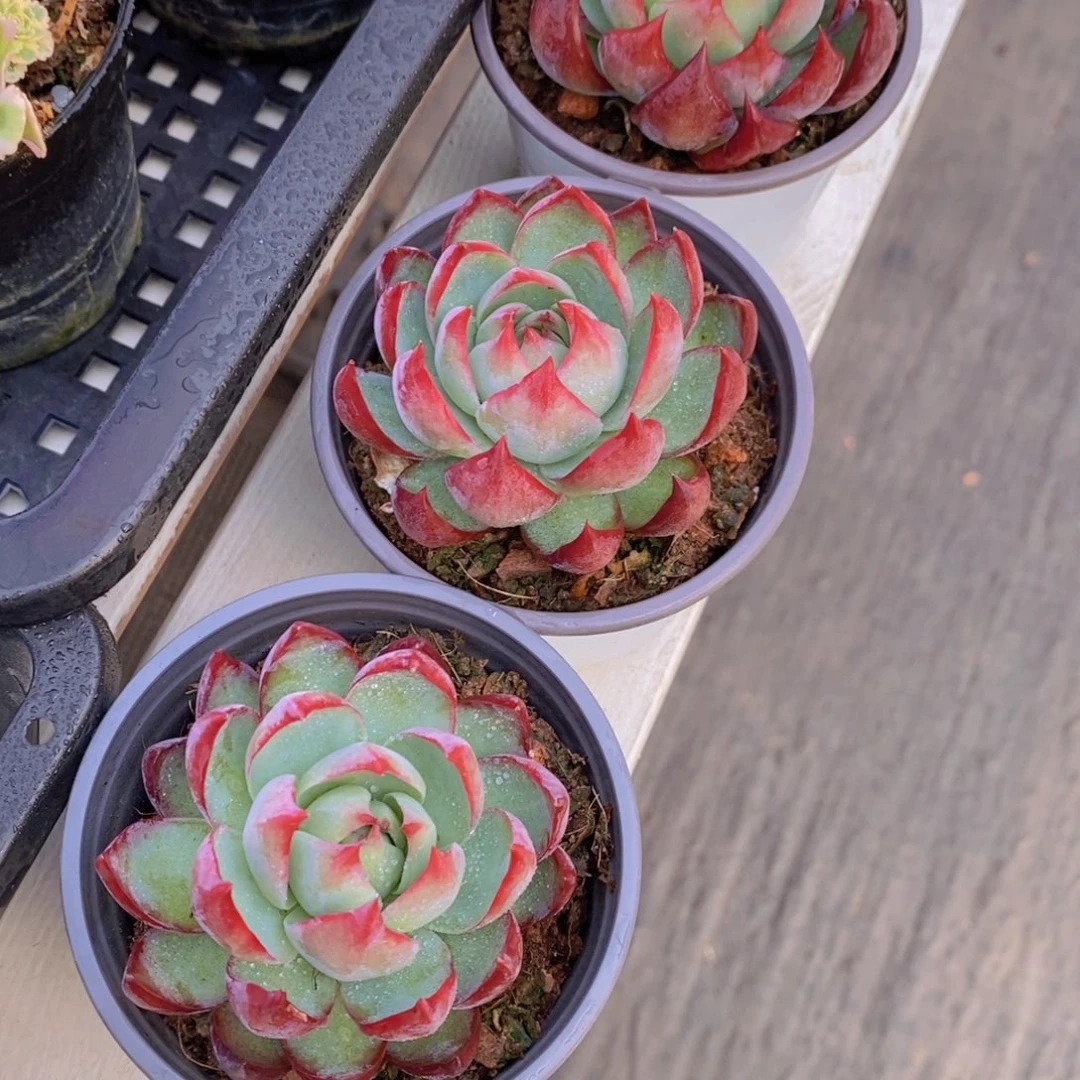 15-M精品母本惊鸿仙子单头一个 带盆土