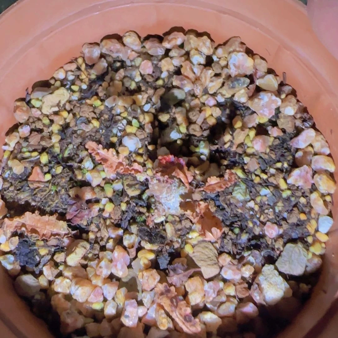 简****明块根植物块根植物