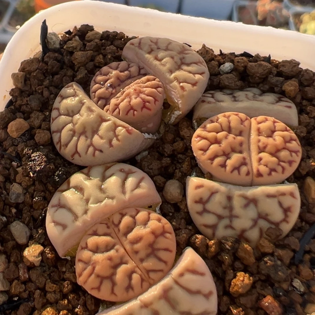 055多肉植物种类