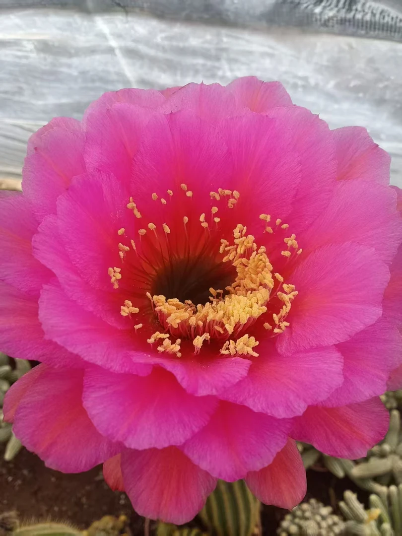 粉花自根毛花柱24公分左右一棵