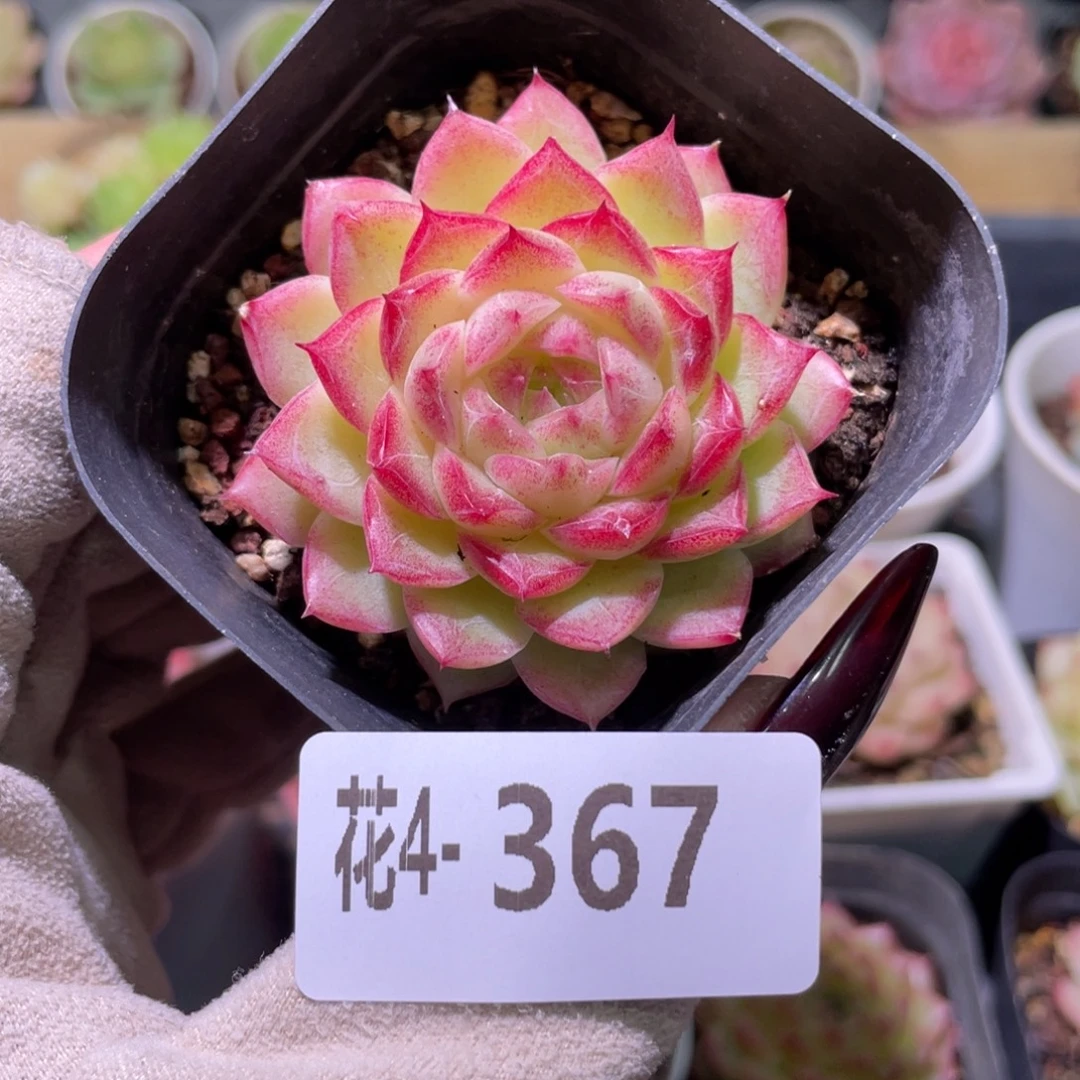 花利美4-367女王玫瑰