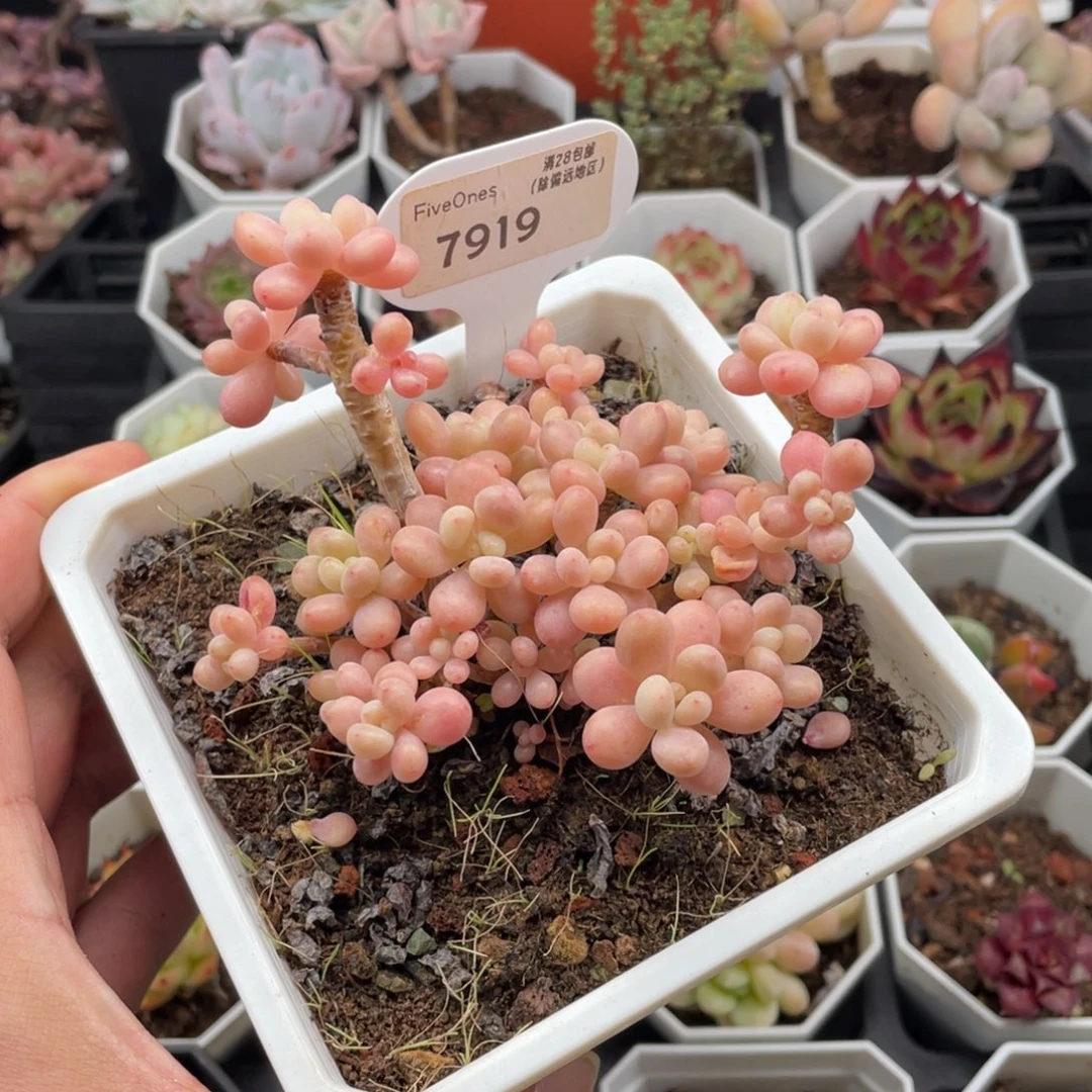 鱼子酱7919-10厘米