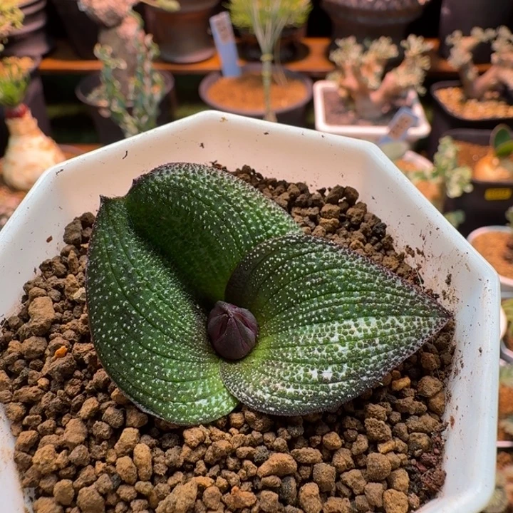 紫镜042 仙人球仙人球