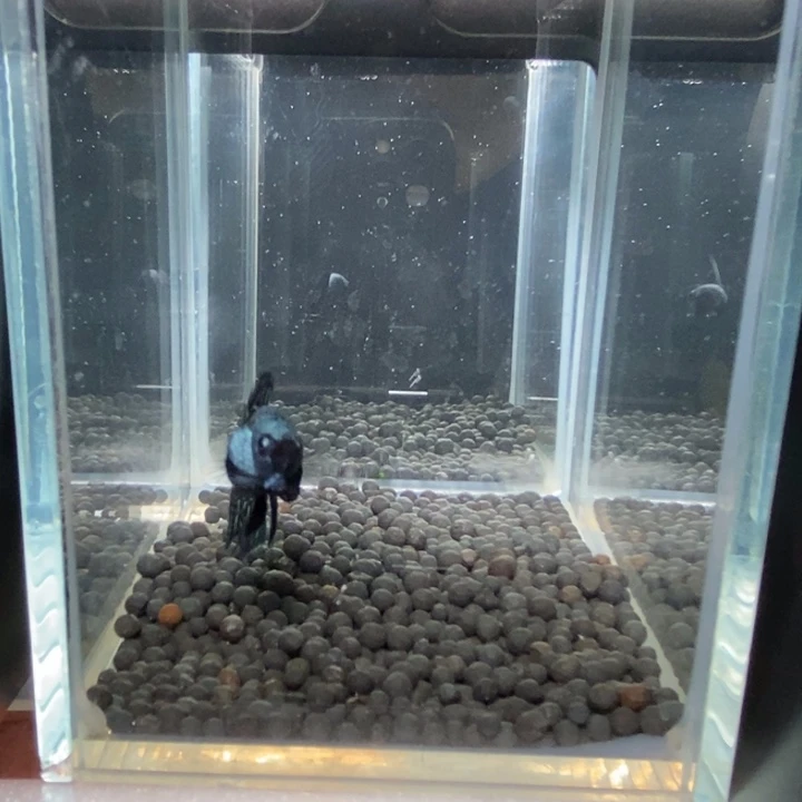 斗鱼泰国斗鱼321号