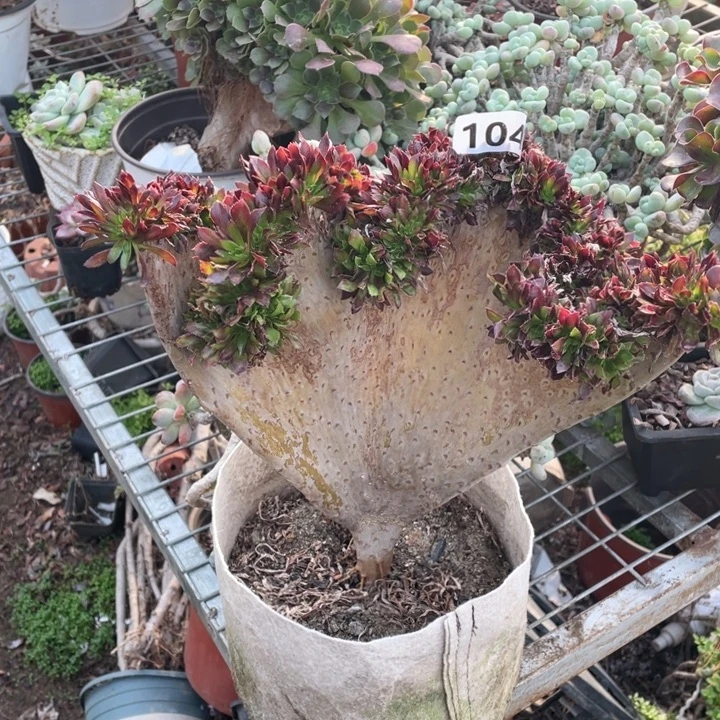 104号黑法师缀化多肉植物