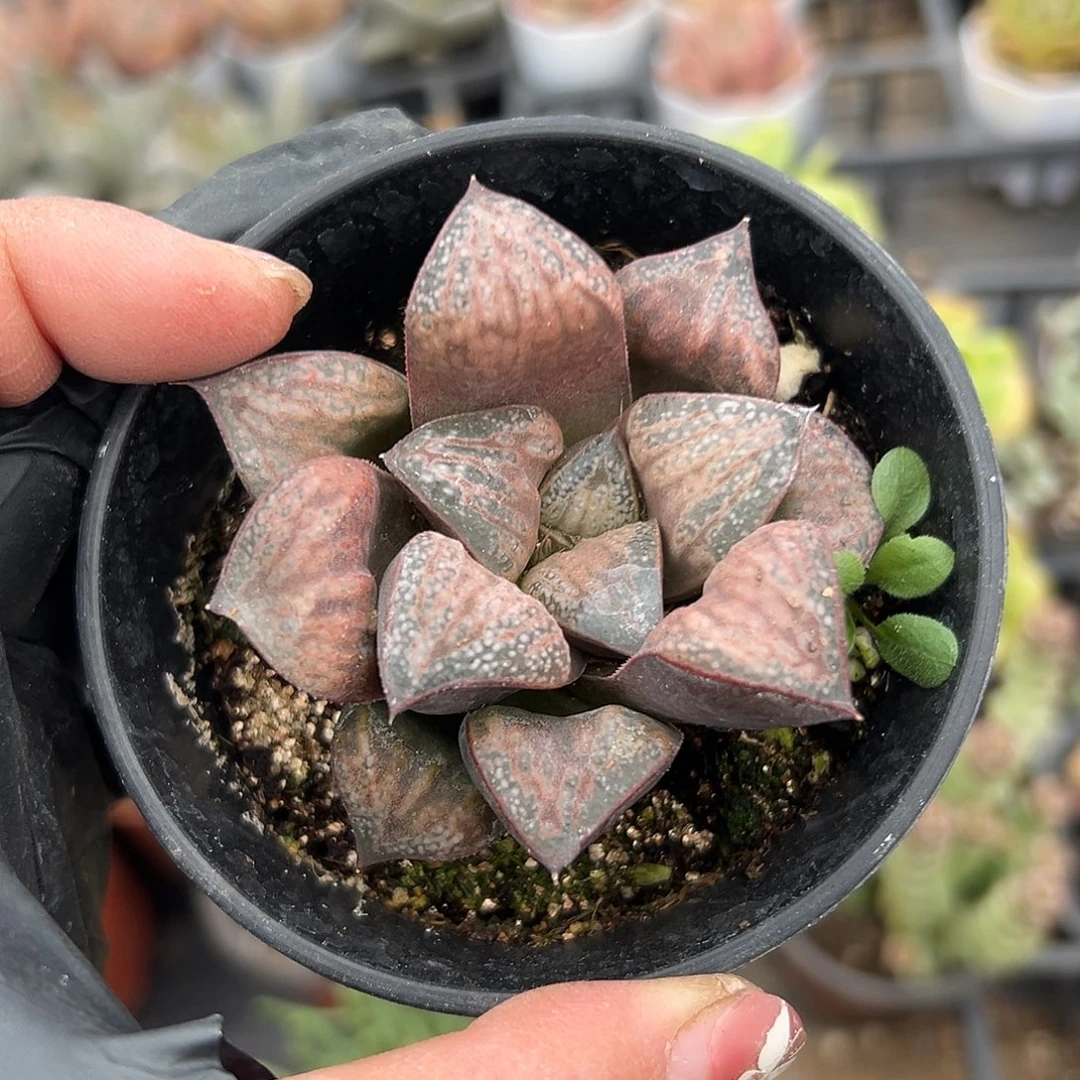 多肉植物花魁寿单头