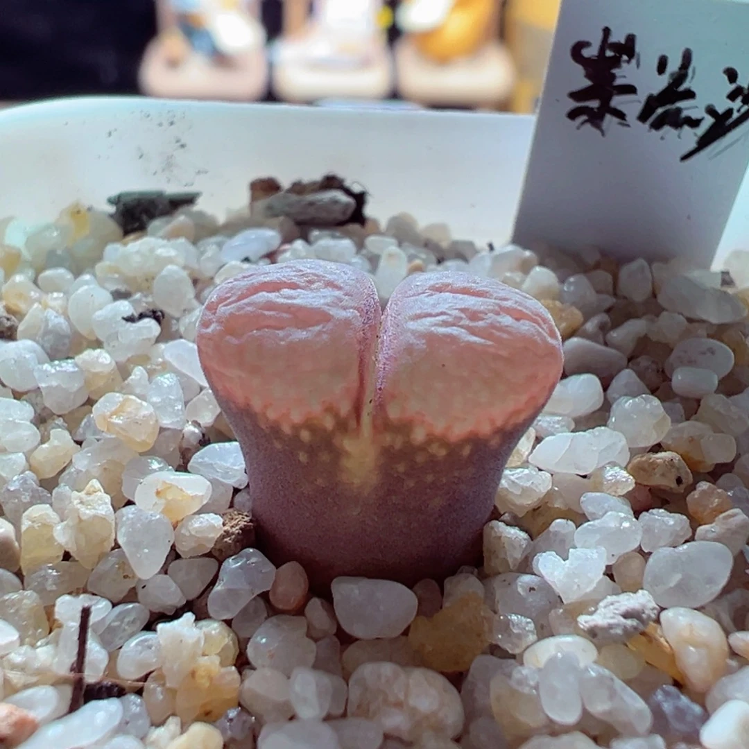 1221-215多肉多日紫流沙