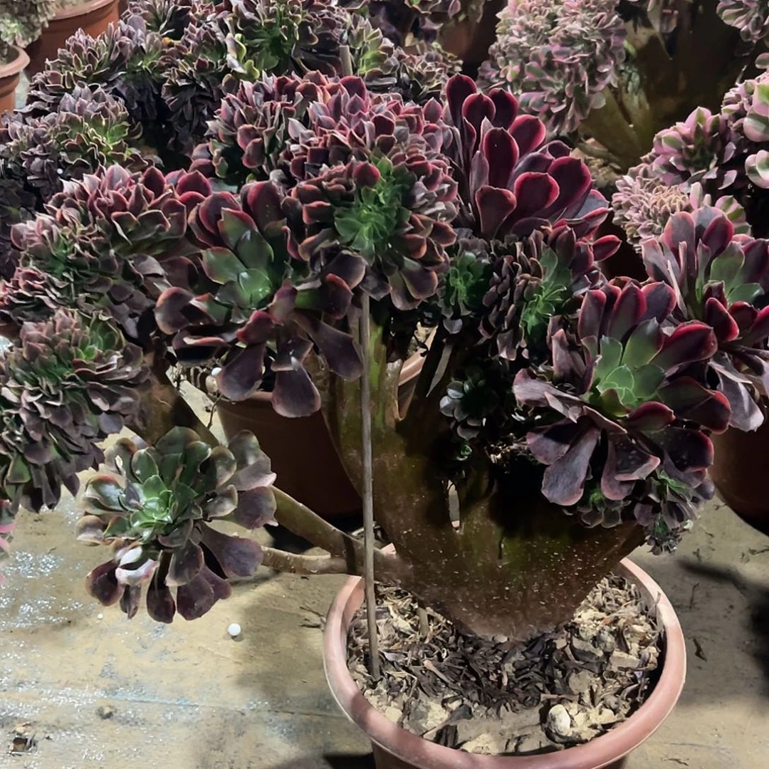 冰***心欧嘉莉缀化脱土发货