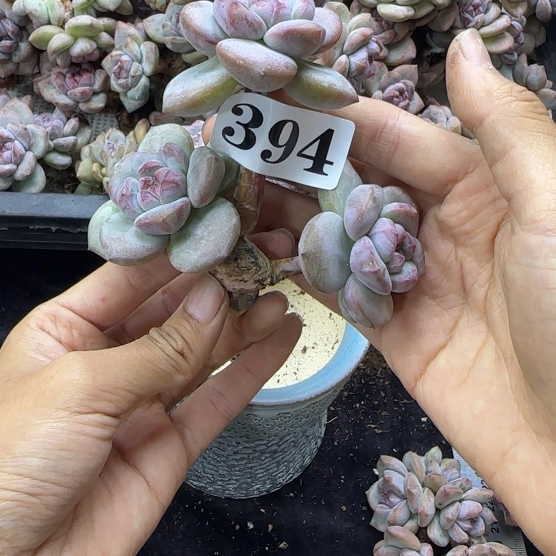 星影3头无根一物一拍394