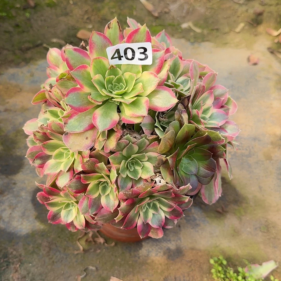 多肉植物布加迪403