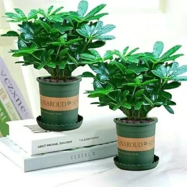 八方来财四季常青鸭脚木室内阳台桌面绿植盆栽花卉发财树苗招财树