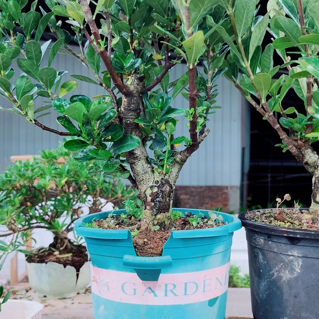 贝***塔达摩栀子花花花花