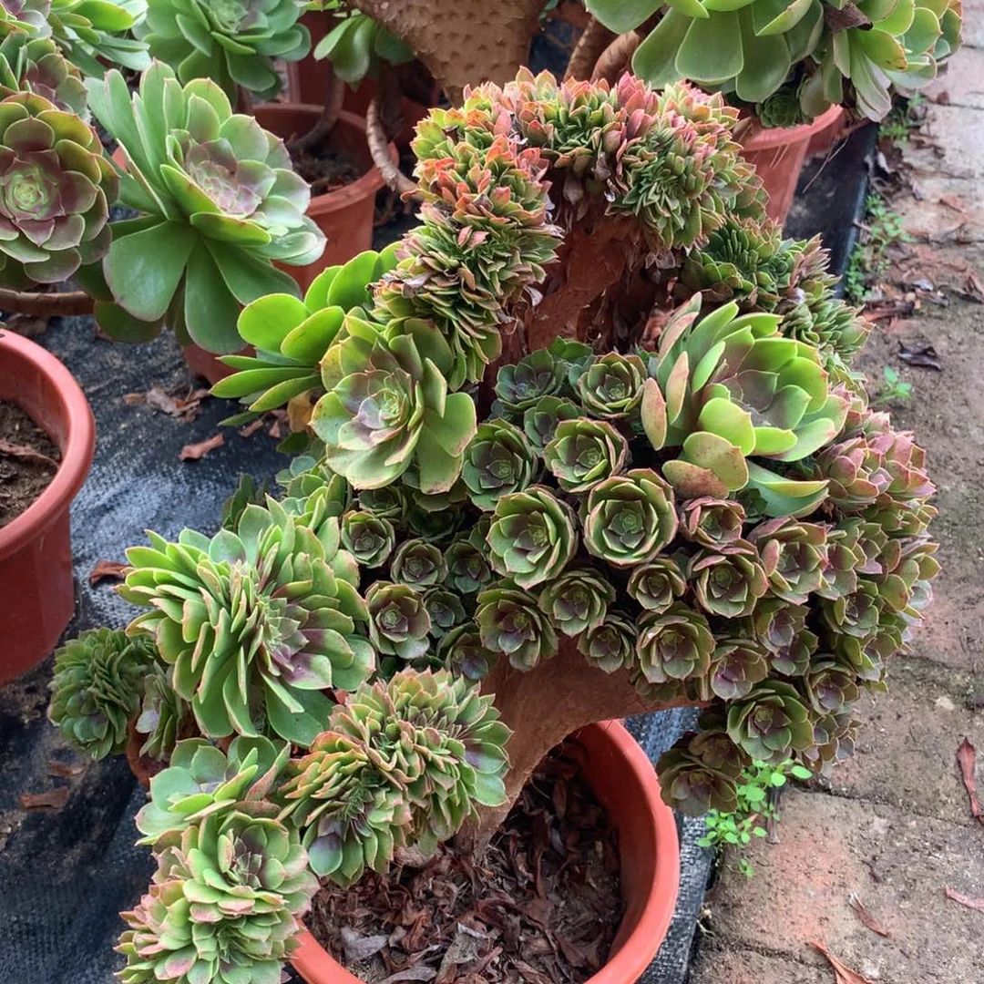 万缀朵朵，飘枝不包损