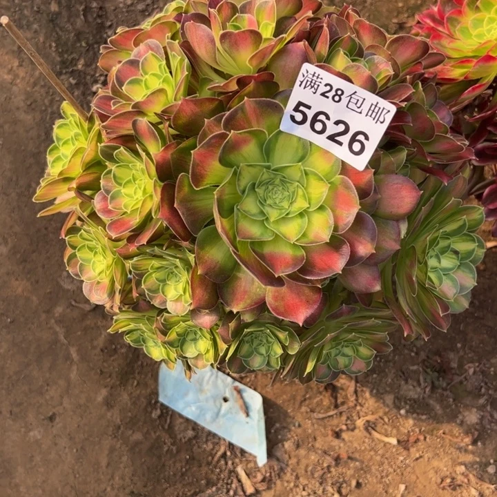 5626韶华多肉植物