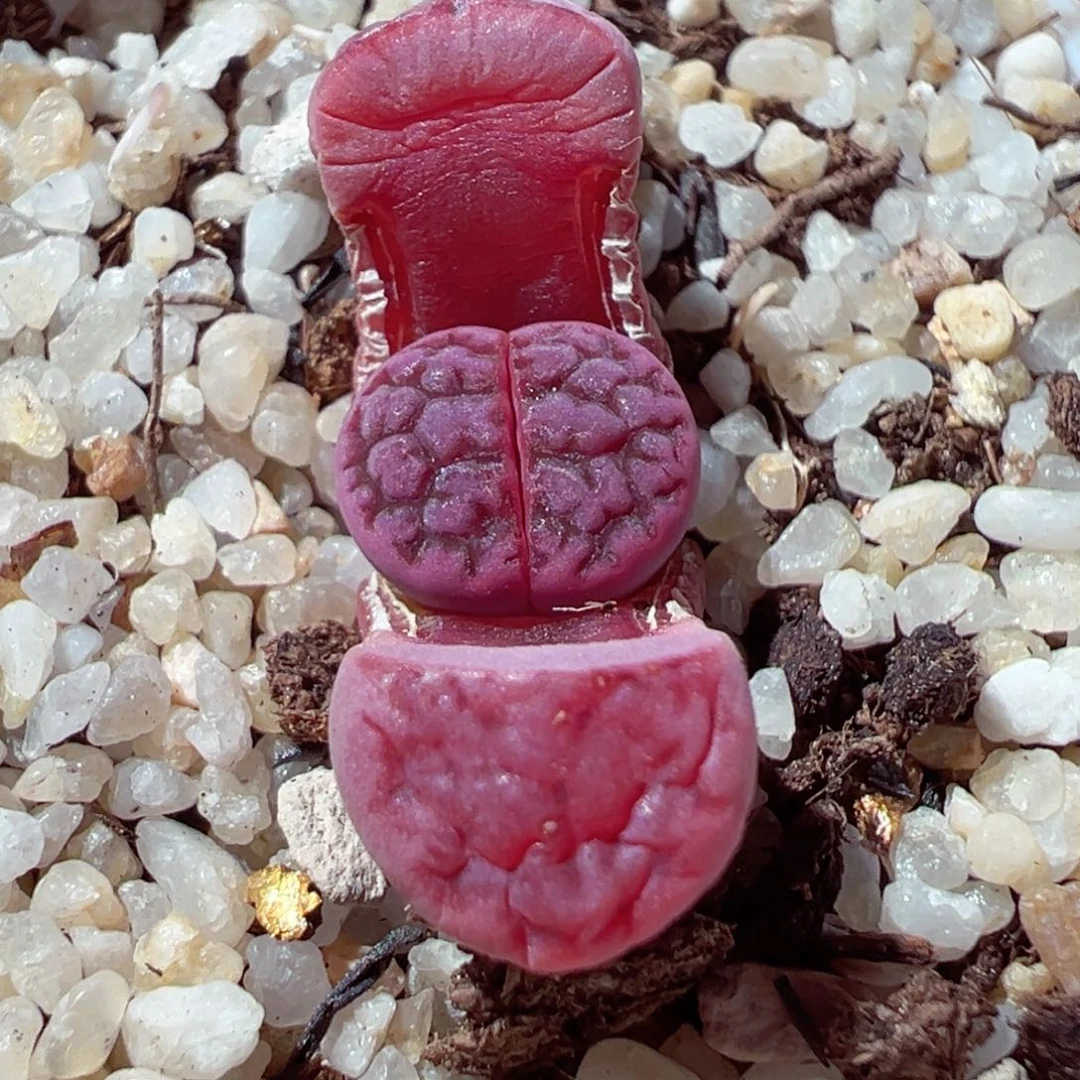 琐0204-160.我的小可爱