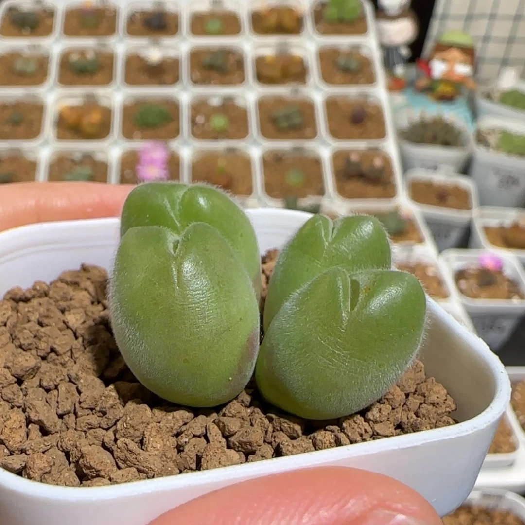 肉锥多肉植物组合-长毛翠滴155