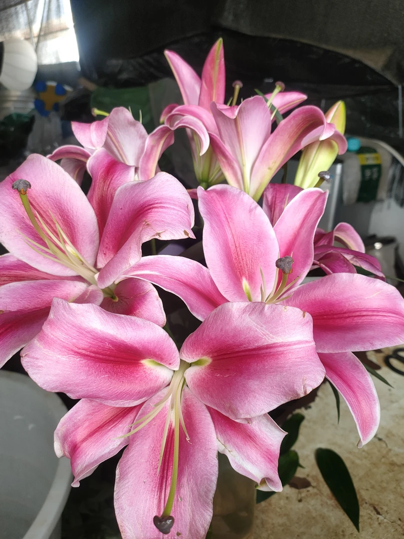 帕拉佐香水百合水养花家用花同城速递