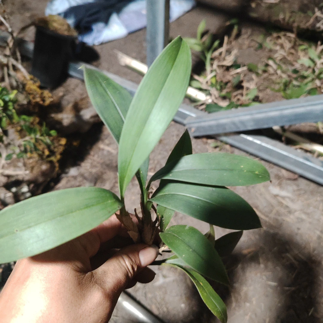 兔耳兰，普草，艺草