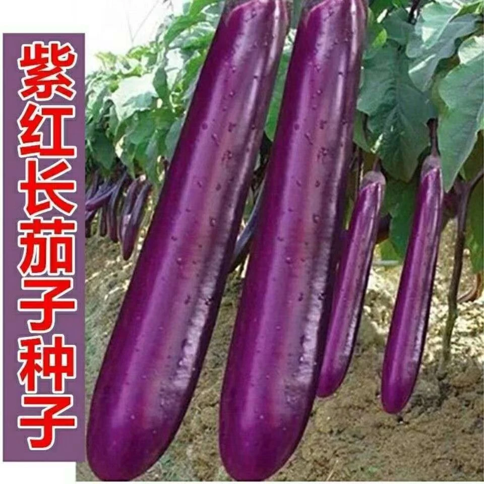 紫红长茄种籽春秋季阳台盆栽蔬菜种子紫长茄种子四季农家蔬菜种子