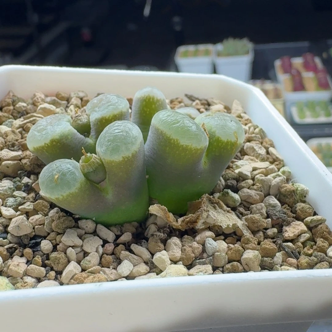 立***货17-227p oo pp p p p